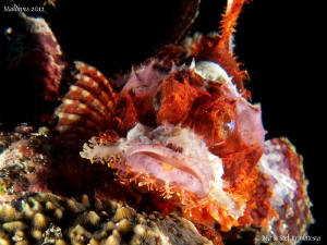 Young scorpionfish. by Stéphane Primatesta 